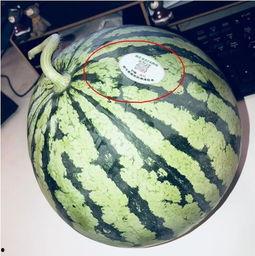 网红吃瓜七夕,揭秘娱乐圈甜蜜背后的秘密