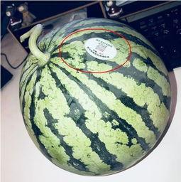 武都网红 吃瓜