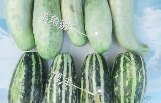 马来西亚网红在线吃瓜