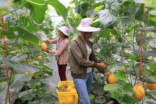 临朐网红吃瓜